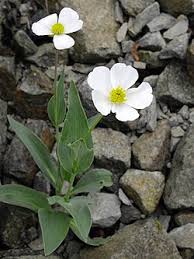 Image result for Ranunculus rugegensis