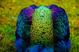 Bird With Colorful Feathers Peacock Shy By J Ri Via Flickr Beautiful Birds Patterns In Nature Pet Birds
