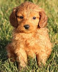 We make every attempt to be as fair as humanly possible with the selection process. Poppy 6 Weeks Goldendoodle Goldendoodle Puppy Irish Colors