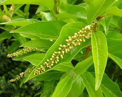 Image result for Citharexylum