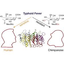 host adaptation of a bacterial toxin from the human pathogen