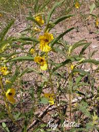 Image result for Chamaecrista paralias