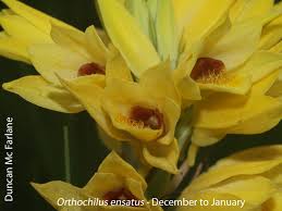 Image result for Orthochilus milnei