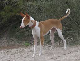 Give a home to this cute puppy. Ibizan Hound Info Temperament Training Diet Puppies Pictures