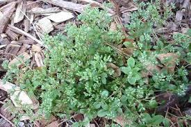 Image result for Polycarpon