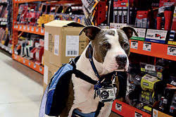 With its wide aisles, there's plenty of space for leashed dogs to accompany you on a home improvement expedition. The Insider S Guide To Pet Friendly Chicago Chicago Magazine