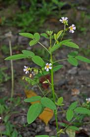 Image result for Oxalis barrelieri