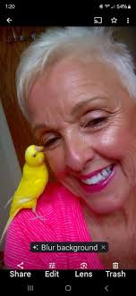 Budgie breeders near Rockford, IL area?