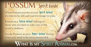 Possum Opossum Symbolism Meaning Spirit Totem Power Animal Tiger Spirit Animal Power Animal Spirit Animal Totem