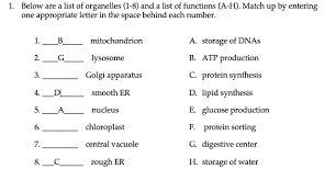 We did not find results for: What Are The 8 Organelles And Their Functions