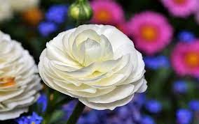 Ranunculus Flower Meaning Symbolism And Colors