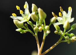 Image result for Kirkia