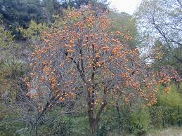 Image result for Diospyros abyssinica