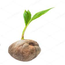 Coconuts are the fruit of the coconut tree. Coconut Tree Fruit Seedlings For Sale Buy Seedling Bags Seedling Bags Seedling Trays Product On Alibaba Com