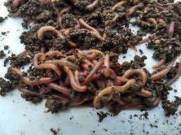 130 cocoons per year, so roughly every 3 days a new cocoon per worm. 250 Red Wiggler Compost Worms 1 4 Pound Ebay