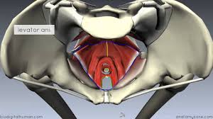 Branches of the internal iliac artery. Pelvic Floor Part 1 The Pelvic Diaphragm 3d Anatomy Tutorial Youtube