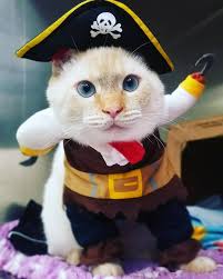 ♥ Beautiful Animal Stories ♥ (@beautifulanimalstories) • Instagram photos  and videos