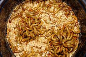 If You Want To Learn How To Grow Your Own Mealworms For Chickens At Home Then Here S A Quick And Easy Way Meal Worms Meal Worms Raising Urban Chicken Farming