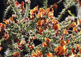 Spring through christmas, bloomers always has something new going on. Get Ready For The Heat With Drought Tolerant Bloomers T Y Nursery