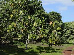 Image result for Artocarpus