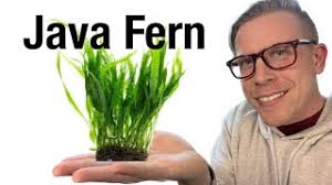 The Ultimate Guide to Planting Java Fern in Your Aquarium for Healthy  Growth and Vibrant Aquascapes