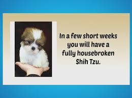 Shih Tzu Puppies For Sale Shih Tzu For Sale Shih Tzu Puppy