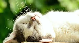 Seperti diuraikan dalam topik mimpi dalam islam bahwa mimpi itu umumnya berasal dari syaitan atau perkara yang. Arti Sebenarnya Mimpi Melihat Kucing Putih Menurut Islam