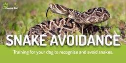 Snake Avoidance Training for Dogs | Central Pet Arizona