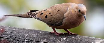 Widespread and common throughout much of north america, from southern canada to panama, including the caribbean. Mourning Dove Backyard Birds Wild About Birds