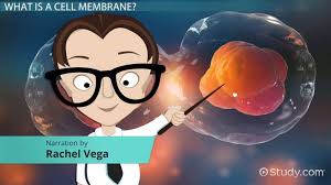 Maybe you would like to learn more about one of these? Do Animal Cells Have A Cell Wall Video Lesson Transcript Study Com
