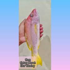Manfaat mengkonsumsi ikan ekor kuning bagi kesehatan: Ikan Yellow Sniper Kakap Merah Ekor Kuning Seger Ikan Seger 2 Ekor Pack Shopee Indonesia