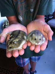 Image result for hand in hamster cage