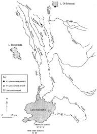 Image result for Ethulia vernonioides