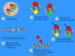 H3k9ac, h3k9me2, and h3k27me3 (ayyappan et al., 2015; Analysis Of Histone Modification For Osteoporosis Risk School Of Public Health And Tropical Medicine
