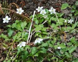 Image result for Aneilema petersii