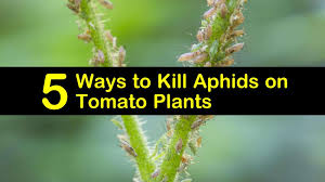Around 5 months ago i had an infestation of tiny black bugs in my kitchen window. 5 Ways To Kill Aphids On Tomato Plants