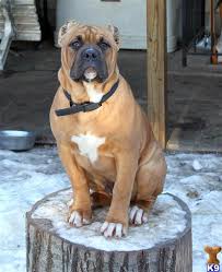 I have some american bandogge mastiff puppies, 620 842 2775. American Bandogge Mastiff Puppy For Sale 5 Month Old Bandog Pups For Sale 11 Years Old