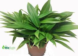 Philodendron Wend Imbe A Great Ground Cover Plant For Terrariums That Can Take A Beating Ground Cover Plants Philodendron Terrarium Plants
