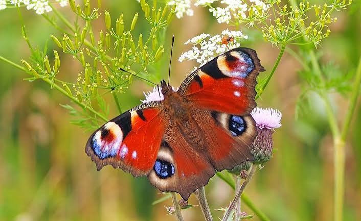 Pourquoi les papillons sont-ils si colorés ?