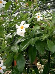 Image result for dipladenie amonea