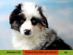 Puppyfinder.com is your source for finding an ideal miniature australian shepherd puppy for sale in usa. Miniature Australian Shepherd Dog Male Blue Merle White Tan 2991019 Petland Oklahoma City Tulsa