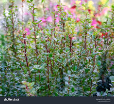 Image result for Myrsine africana