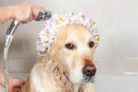 Shop By Category Ebay Dogs Funny Shower Caps Dog Grooming
