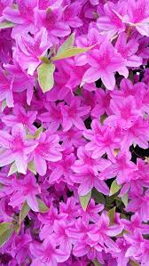 Ladybug's flowers & gifts is family owned and operated. Azalea Shrub Plant Care Growing Tips Horticulture Co Uk