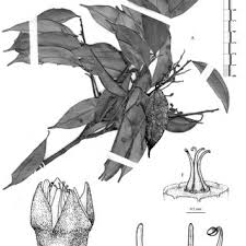 Image result for Anisophylleaceae