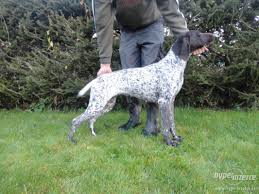 Image result for německý ohař krátkosrstý