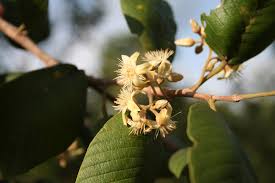 Image result for Monotes glaber