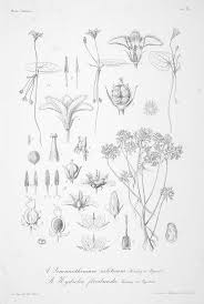 Image result for Tinnea