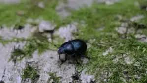 Skin And Body Of Small Bugs On Window Sills (Floor, Windows, Furniture) -  House -Remodeling, Decorating, Construction, Energy Use, Kitchen, Bathroom,  Bedroom, Building, Rooms - City-Data Forum