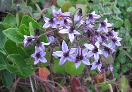 Image result for Solanum